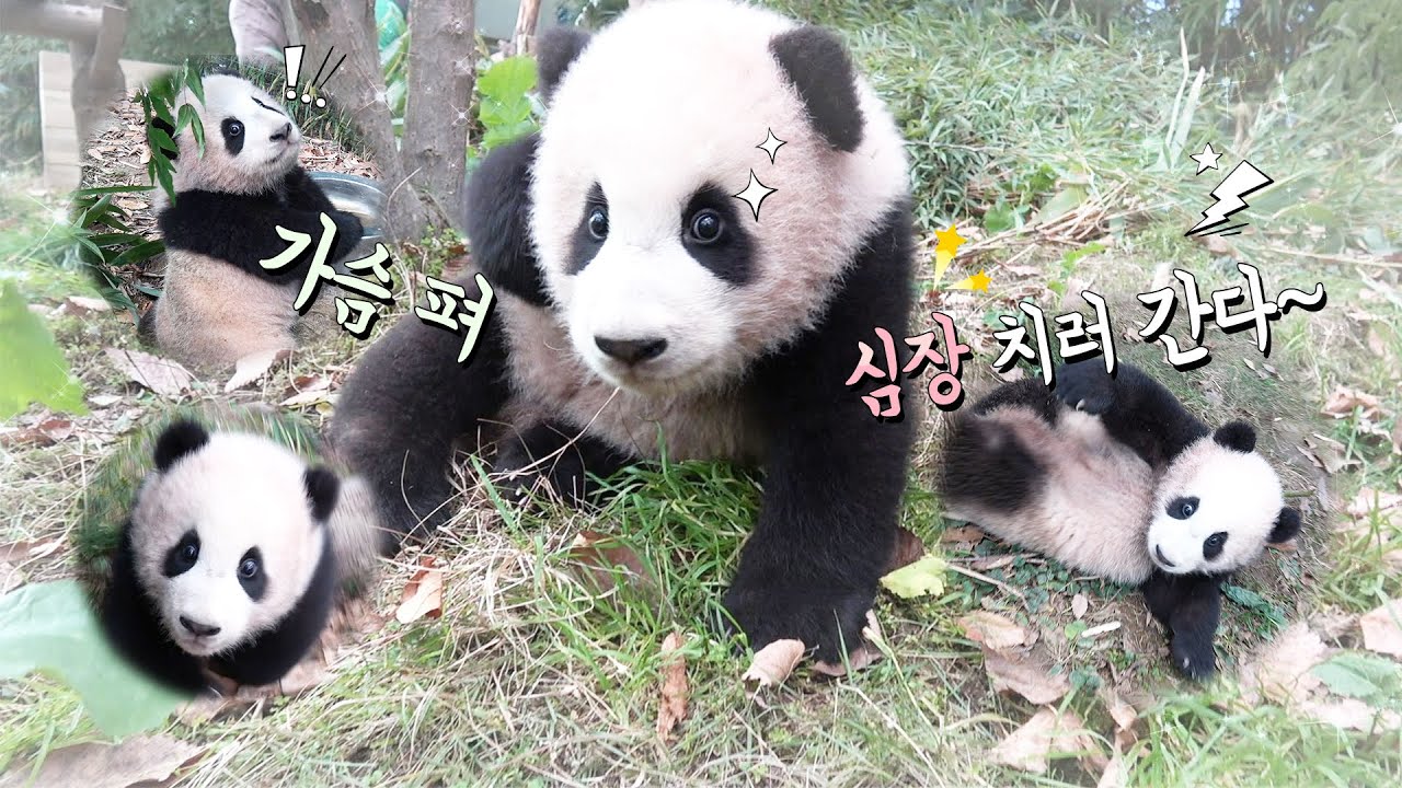 [판다스틱베베] 판다할배 시점 심쿵 푸바오 모음 | 에버랜드 판다월드 아기판다 푸바오 (Baby Panda 'FuBao')