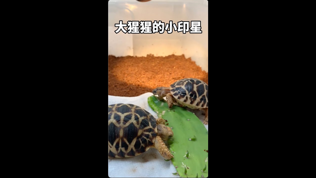 【短视频】印度星龟和缅甸星龟如何饲养|何山爱龟说 - YouTube