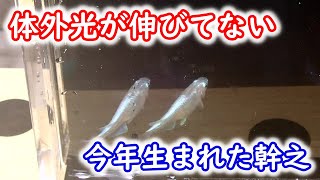 【めだか】体外光が伸びないのはこういう時