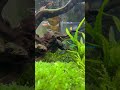 今日の水槽 #aquarium #aquascapegallery #fish #aquascape #fishtank #グリーンネオンテトラ #shorts