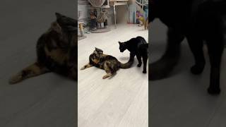 Baghira And Anne Bonney Spar #Cat #Funny #Youtubeshorts