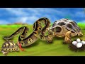 मादा कछुआ अपने अंडों को विशाल सांप से बचाती है Turtle Saves Eggs from Giant Snake Hindi Kahani Story