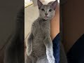 セクシーな伸びを見せるメスの子猫ちゃん #猫 #子猫 #cat #ロシアンブルー