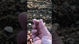 Toprak Ile Öğreniyoruz - 1Soğan Nasıl Ekilir ? Soğan Dikiminin En Sade Hali 🧅🧑‍🌾