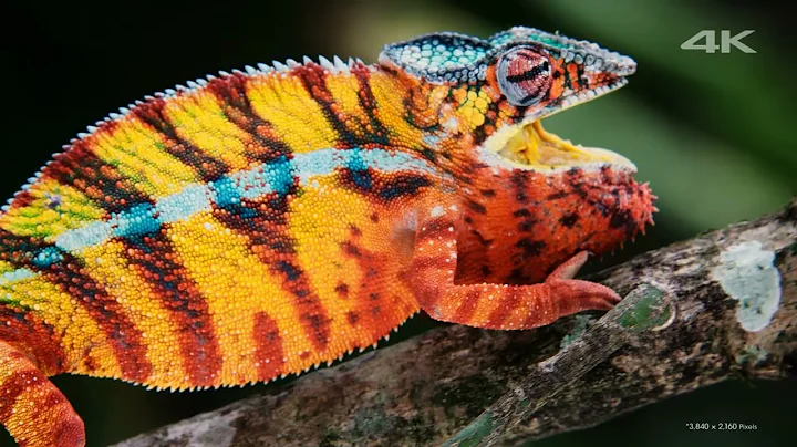 ScreenCap VNC NoMachine