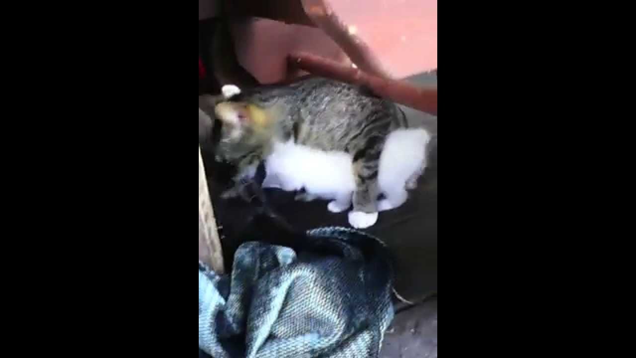 Kittens meet baby bunny for the first time Part 3