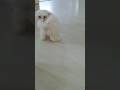 Descobrindo meu rabinho #funny #filhote #bichonhavanese #puppy #cachorro #filhotefofo #pets #bichon