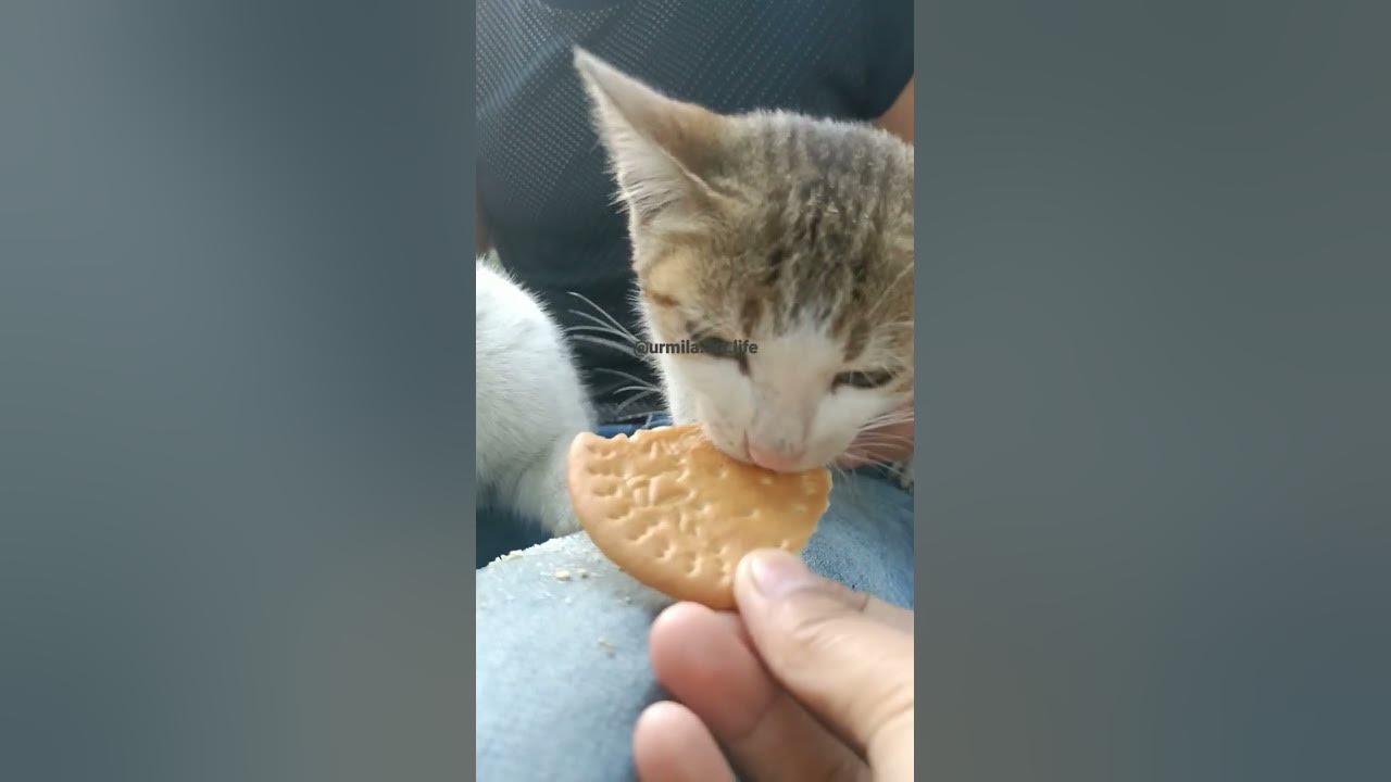 adorable-indian-street-cats-shorts-dontstopmeowing-streetcat