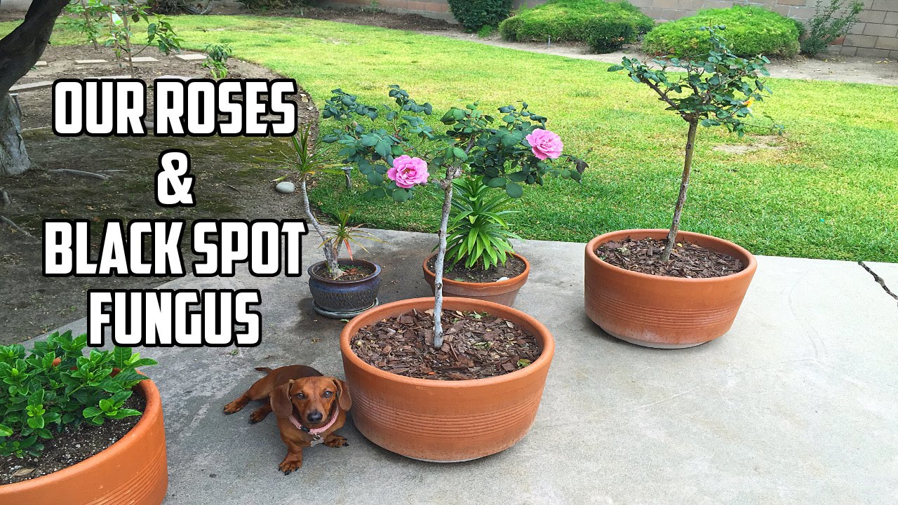 Our Roses & Preventing Black Spot Fungus Diplocarpon Rosae YouTube