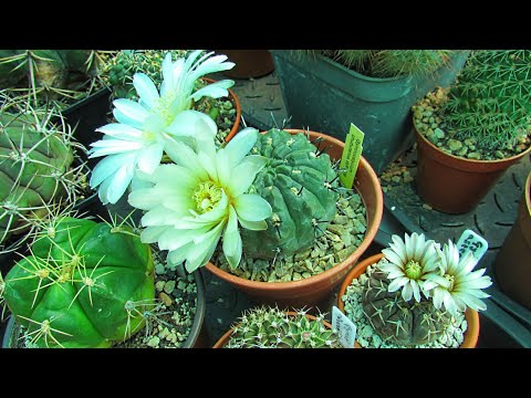 Gymnocalycium asterium v. paucispinum & Gymnocalycium chubutense Cacti in  bloom & more - YouTube
