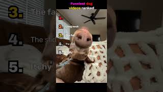 Funniest dog videos ranked 1-5