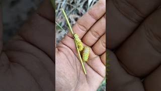 These Are Real Beautiful Insects