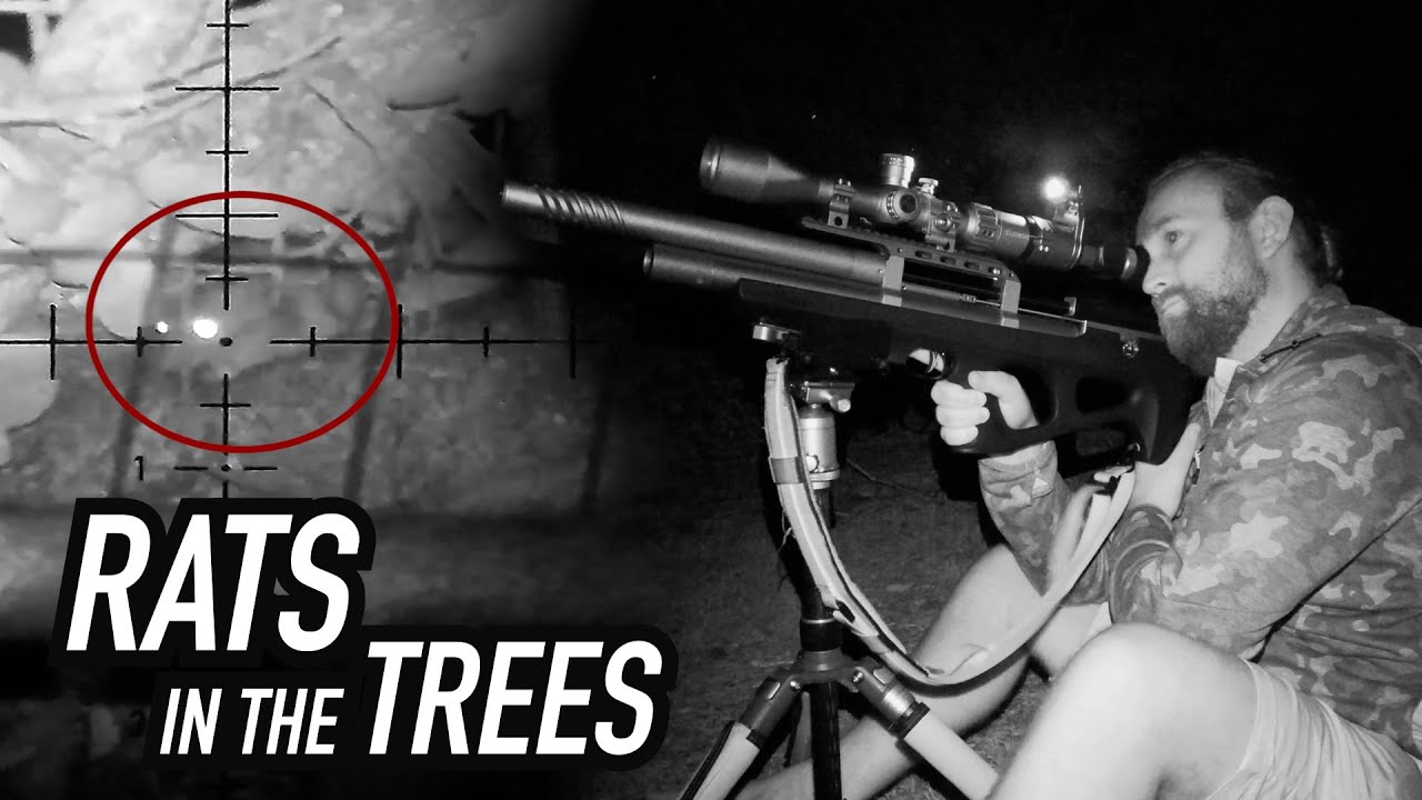 Shooting Rats out of Trees with Night Vision! YouTube