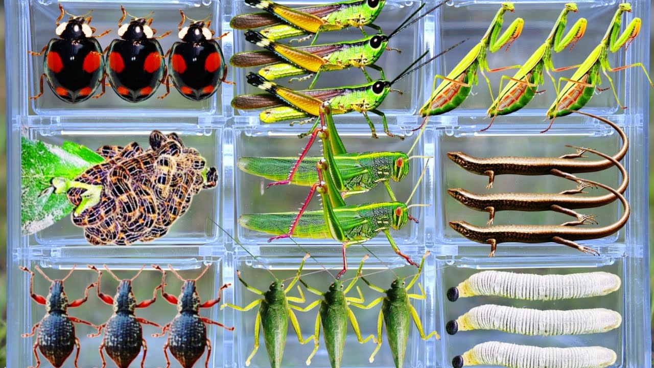 Catching Amazing Insects in the Garden: Giant Grasshopper, Ladybug, Praying Mantis, Katydid & More