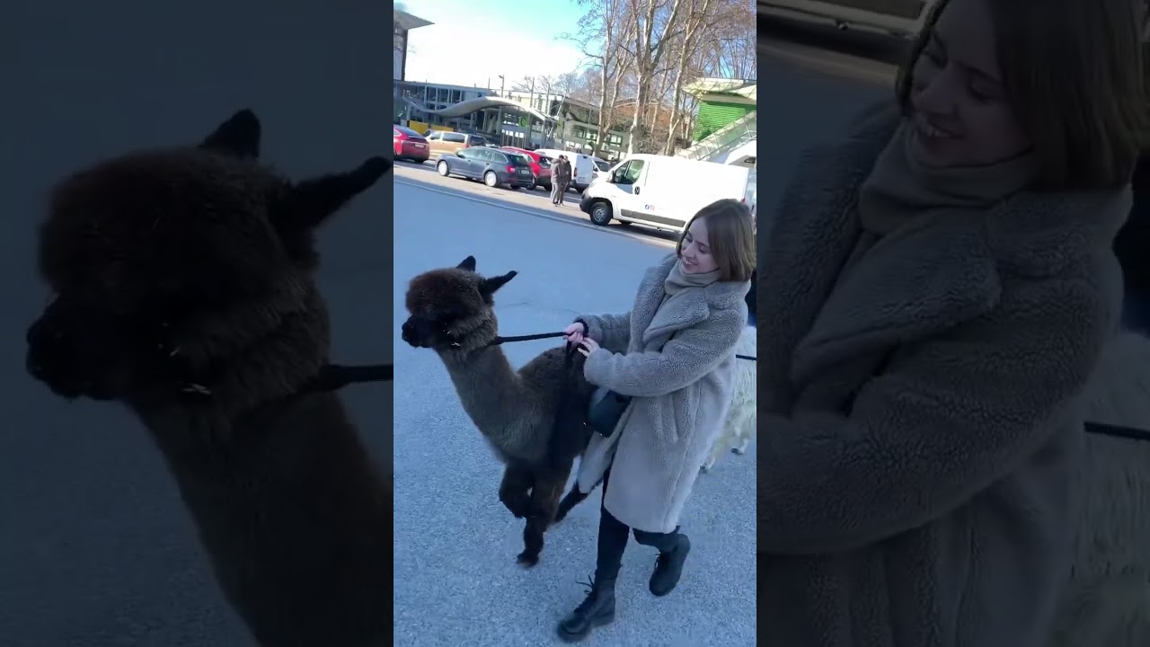 Самая большая выставка Альпак🦙😱