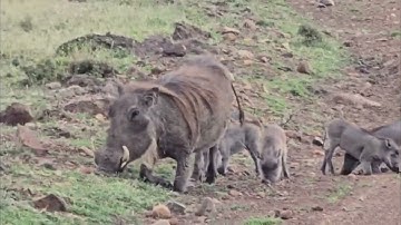 Mother Warthog and Her Piglets | Naboisho Conservancy Safari with Lenkoko