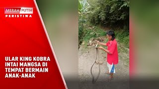 ULAR KING KOBRA INTAI MANGSA DI TEMPAT BERMAIN ANAK ANAK
