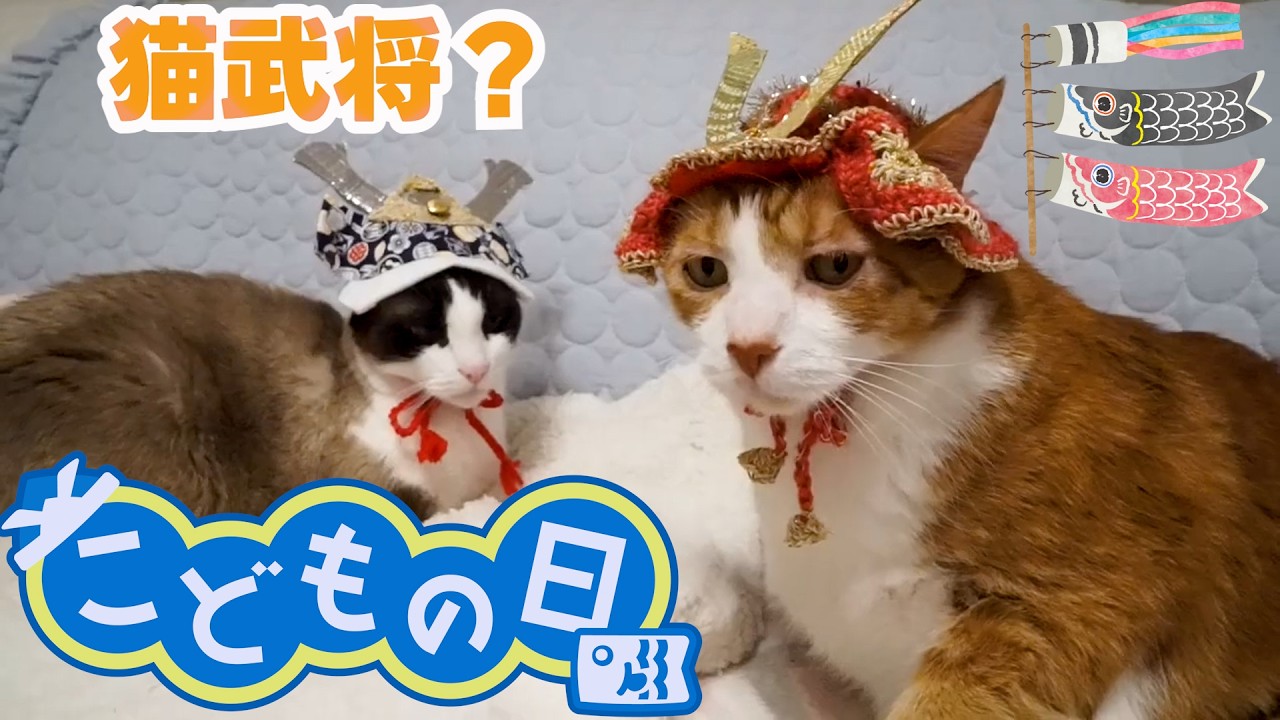 Can cats wearing handmade kabuto hats ring a bell on Children's