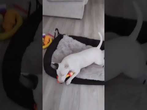 Мини-бультерьер #shorts #щенок #миниатюрныйбультерьер #doglife