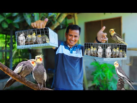 Releasing 4 Pairs of beautiful Cockatiel Birds! African Lovebirds & Parakeets Colony breeding set-up