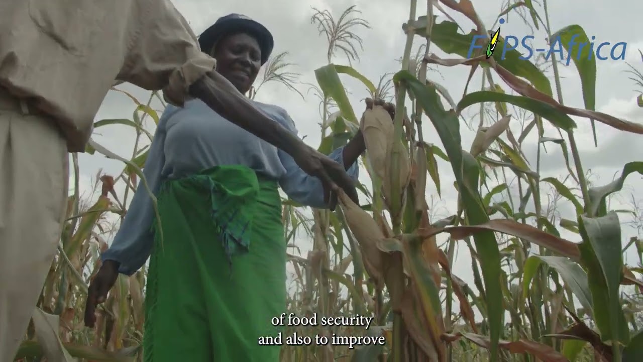 FIPS Update: The role of the VBA and an agrodealer