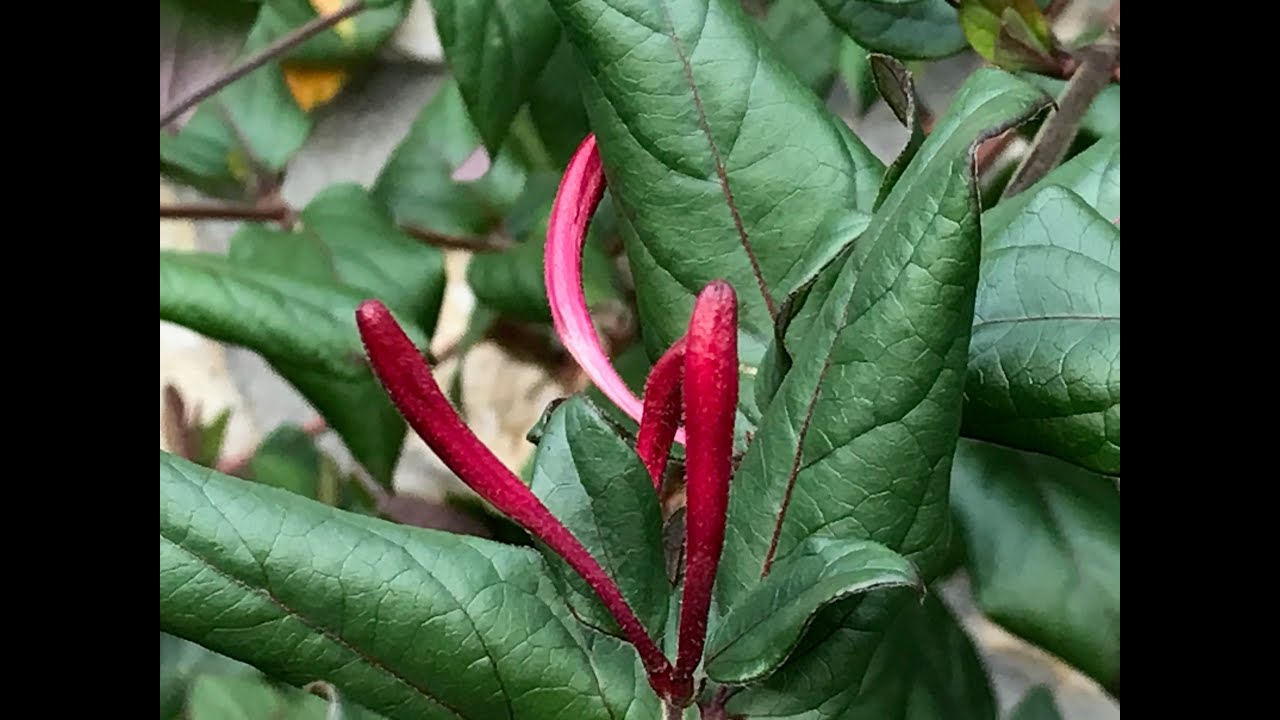 Chèvrefeuille de Chine 'Lonicera japonica var.chinensis' Floraison inachevée