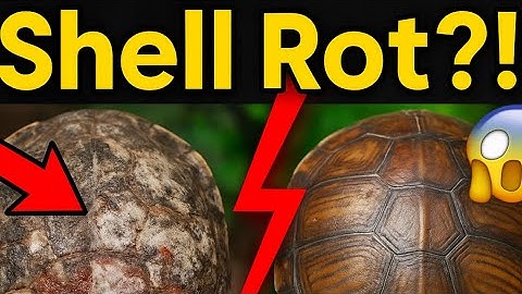Warning! Is Your Turtle’s Shell Rotting? 🐢⚠️ How to Spot It Before It’s Too Late!