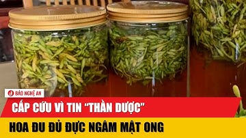 Cấp cứu vì tin “thần dược” hoa đu đủ đực ngâm mật ong