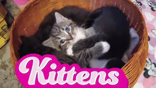 Just a basket of kittens. #kitten #cute #animals #cat