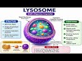 golgi body +lysosomes for ssc/chsl/cgl/mts/rilways/group d /ntpc