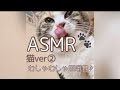 ASMR 猫ver②モンプチ クリスピーキッスの咀嚼音