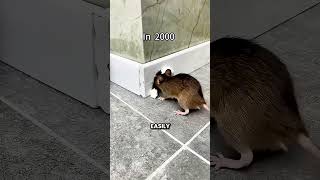 This Is How People Used To Block Rat Holes