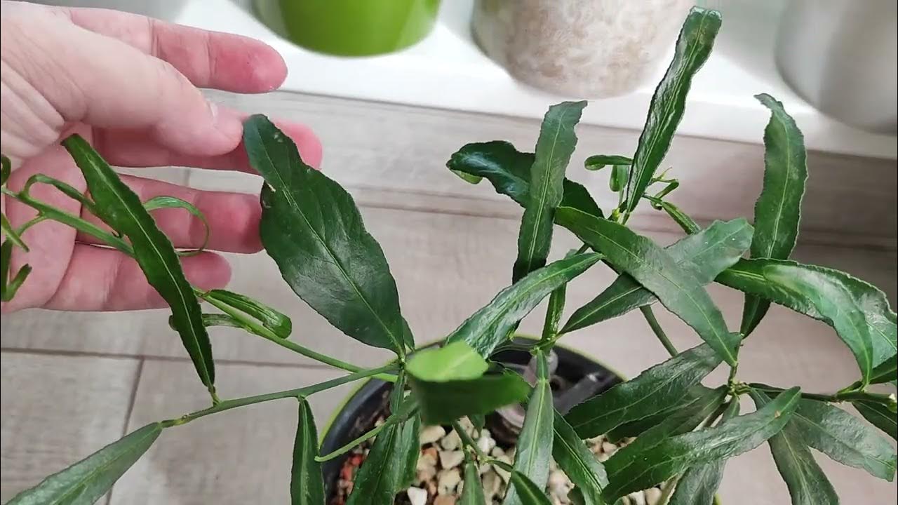 Апельсин варя. Апельсин варя. Джем из апельсинов без кожуры для торта. Хойя loherii. Варя апельсинчик.