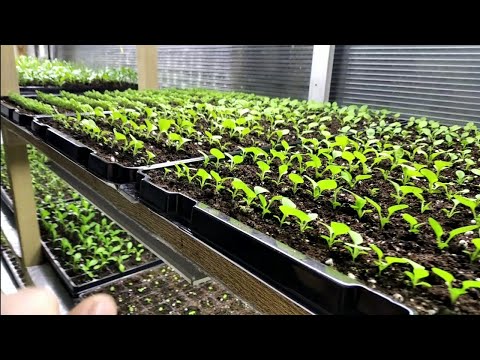 Видео: Какие растения нужно прищипывать?