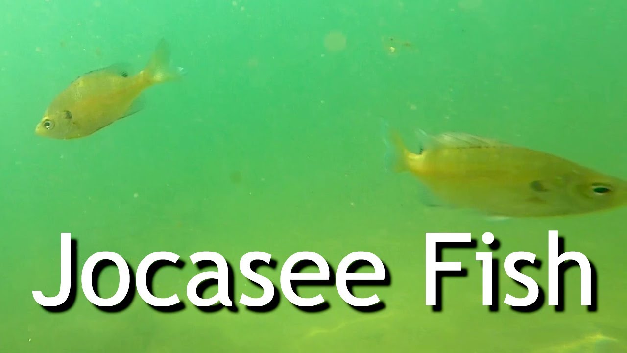 Exploring the Underwater World of Lake Jocassee's fish YouTube