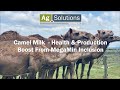Camel Milk  - Health & Production Boost From MegaMin Inclusion