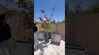#planter #planters #gardening #backyardideas #patina #backyard #backyardmakeover #edgeright #garden