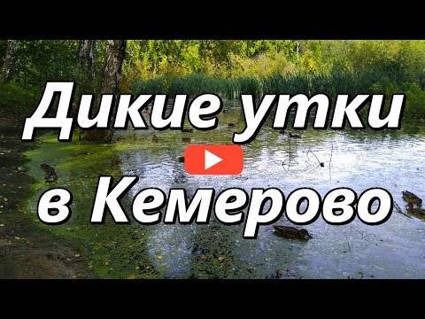Дикие утки в Кемерово