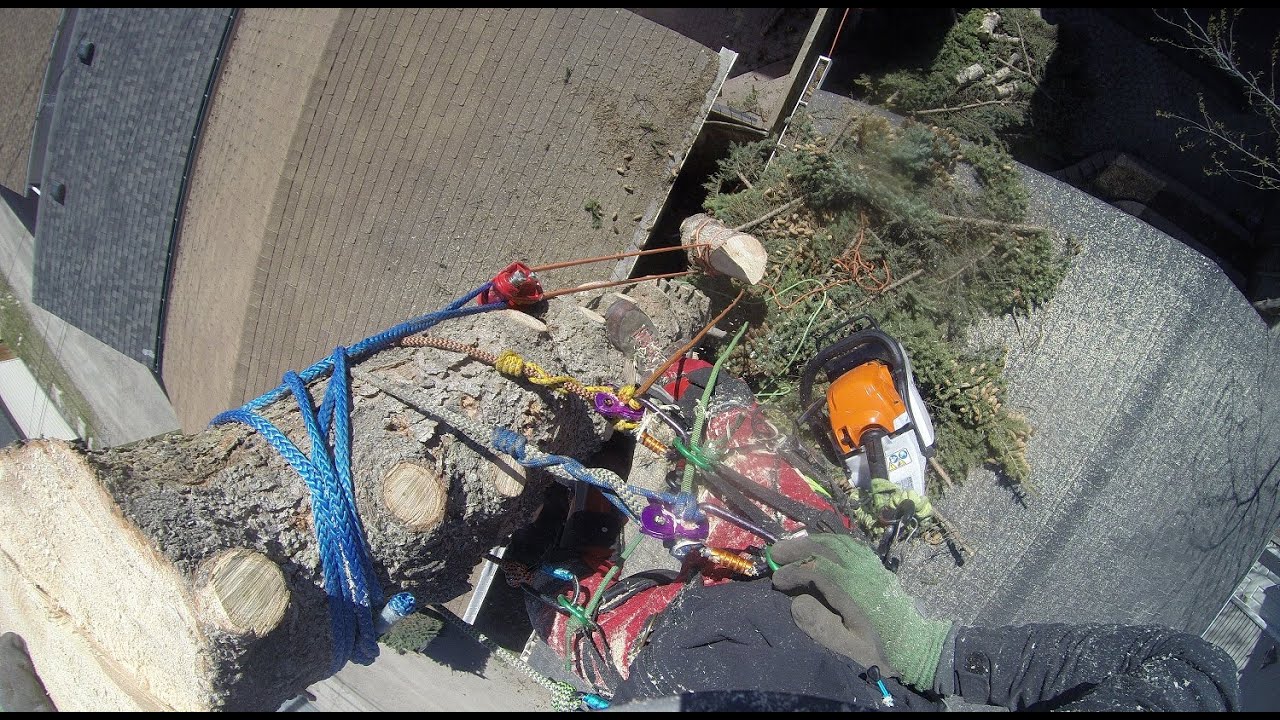 Douglas Fir removal in very tight location - Tree Climbing Arborist ...