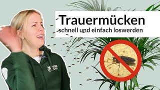 Trauermücken schnell und einfach bekämpfen - Expertentipps mit Lisa