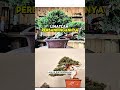 Before after cemara shimpaku dari bahan ✍️👇 #bonsai #juniper #bonsaicemara #cemarashimpaku #tree