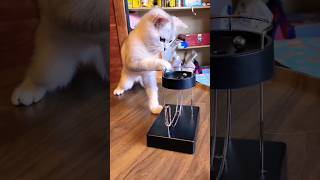 Quirky Moments: Getmis Confusing Behavior Unleashed.