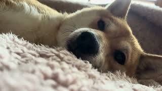 犬と添い寝ができる動画