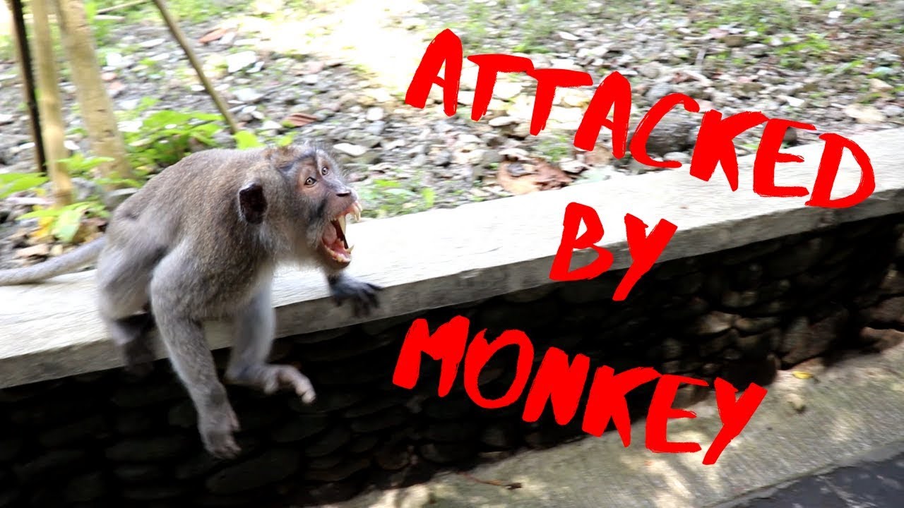 ATTACKED BY A MONKEY during Ubud Tour | Bali, Indonesia | Sacred Monkey Forest | Luwak Coffee