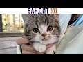 БАНДИТ ))) Приколы с котами | Мемозг 1249