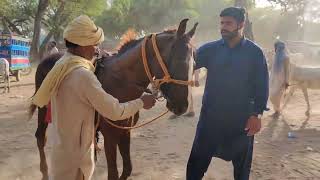 TANDLIANWALA | تاند لیا والا | Horse Mandi |