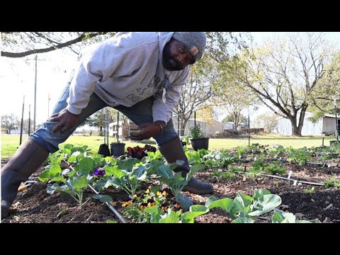 Video: Lettuce Frost Protection - Masisira ba ng Frost ang mga Halaman ng Lettuce