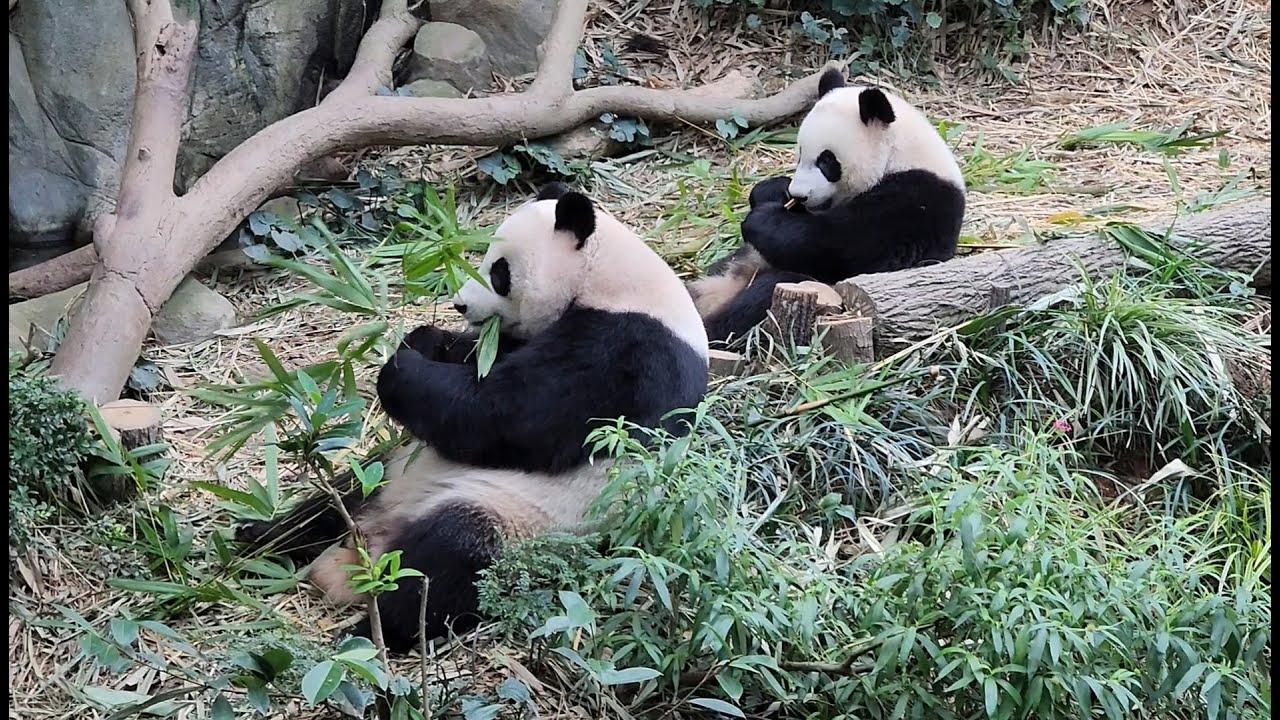 20221128 (pm tea break) Giant Panda Le Le 叻叻 and Jia Jia 嘉嘉 River