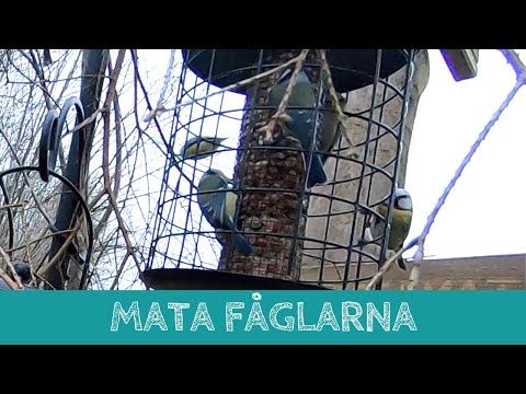 Video: Vad är Det Bästa Sättet Att Mata Fåglar På Vintern