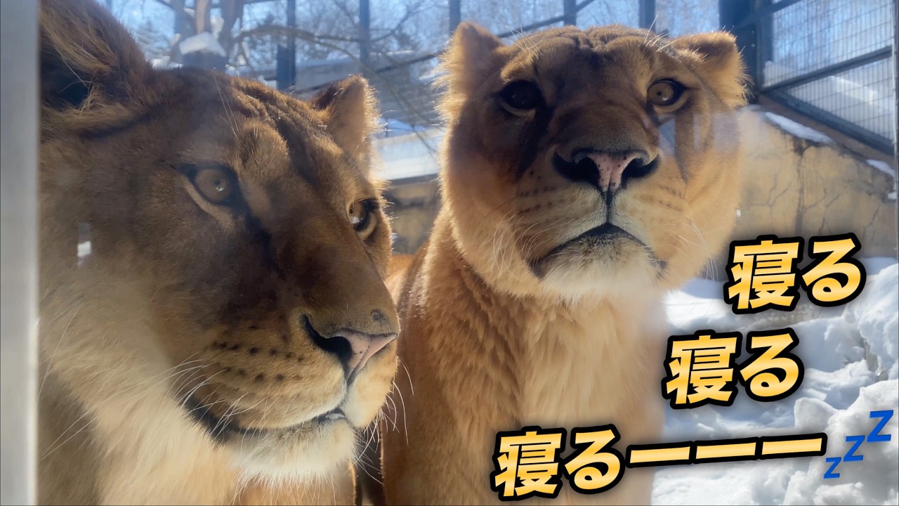 頑張れ旭山ライオン＆トラ】ぽかぽか天気に勝てず、眠る猛獣達